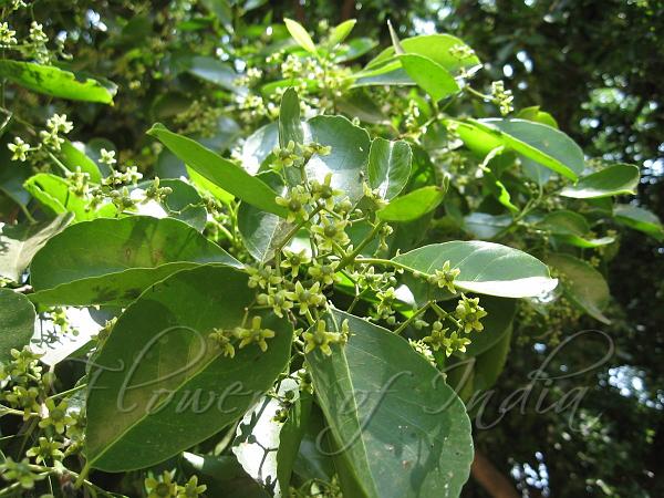 Panicled Cassine